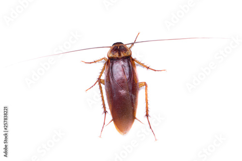 cockroach isolated, isolated animal, macro insect in wild life, animal in wild