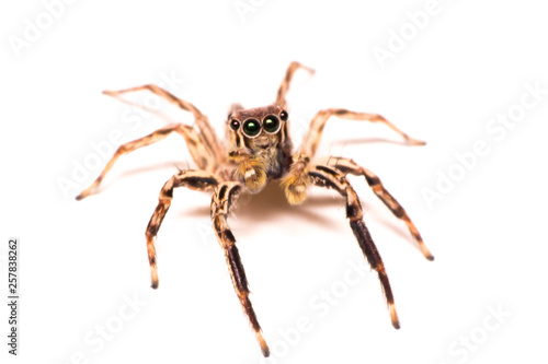 spider isolated, macro insect in wild life, animal in wild, animal isolate
