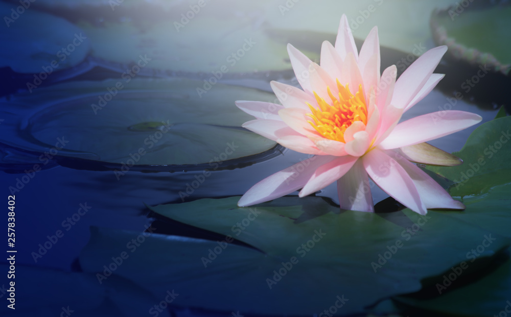 lotus flower in pond, close-up water lily and leaf, close-up flower in nature