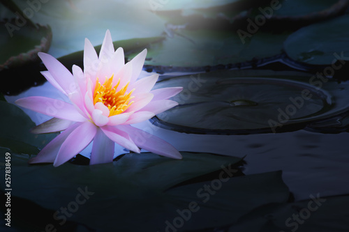 lotus flower in pond, close-up water lily and leaf, close-up flower in nature