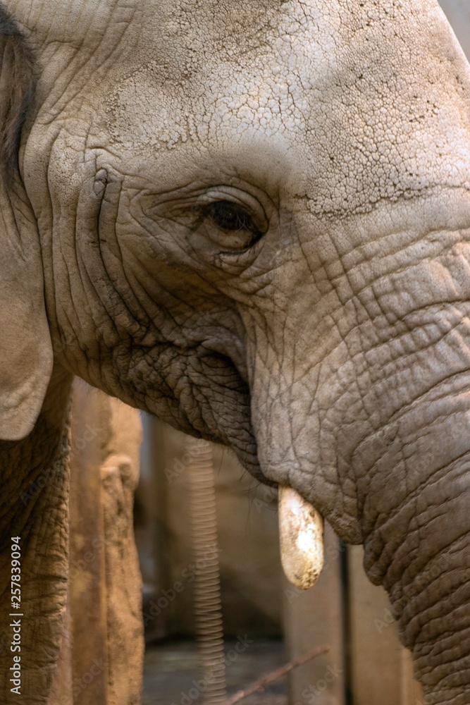African elephant Loxodonta africana at the zoo African elephant Loxodonta africana at the zoo