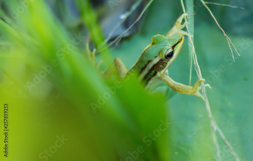 frog in nature, animal in wildlife, green frog in pond, close-up frog in nature