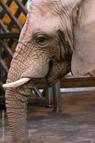 African elephant Loxodonta africana at the zoo