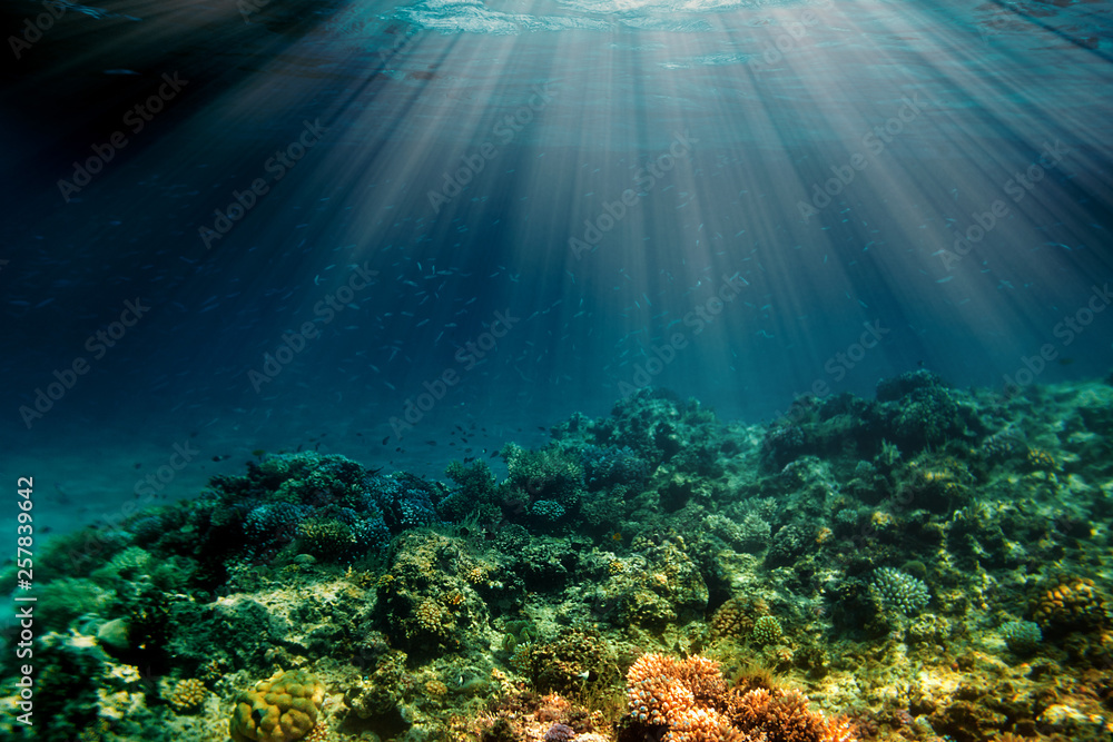 Fototapeta premium a underwater coral reef on the red sea