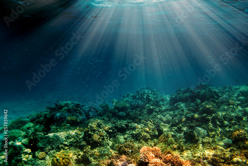 a underwater coral reef on the red sea
