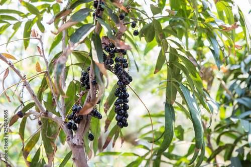 Luna Nut (Lepisanthes fruticosa Leenh) Thailand Fruit . Luna Nut (Lepisanthes fruticosa Leenh) in nature condition with Tree background  photo