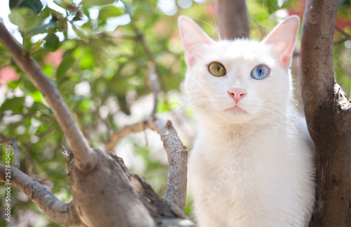 Wallpaper Mural Cat with heterochromia peacefully contemplating life at the top of a tree Torontodigital.ca