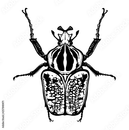 Insect beetle isolated on white background. Goliath. Black and white sketch.