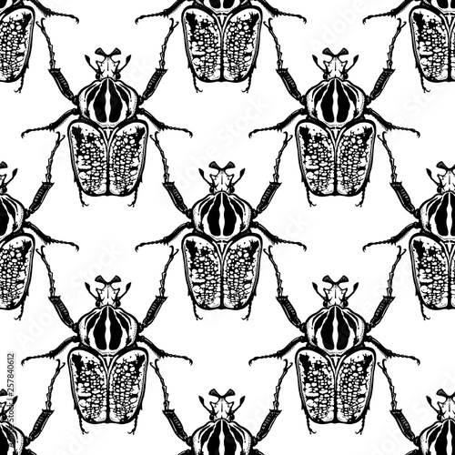 Seamless pattern with insects. Beetles Goliath on a white background.