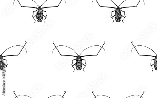 Seamless pattern with insects. Beetles harlequin