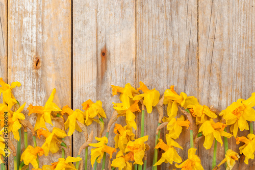 faded daffodils on wooden background