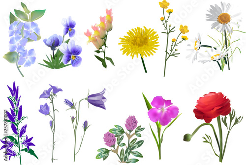 set of twelve wildflowers collection isolated on white
