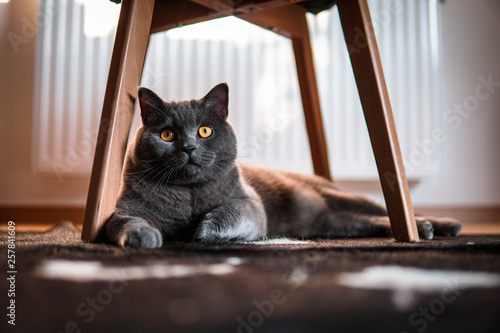 Grey Cat 