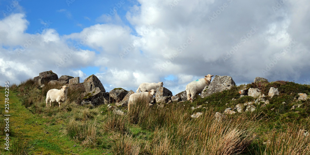 08 Sheep, Afon Tryweryn