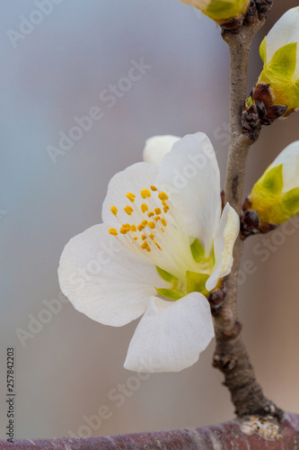 Flowering red mountain peach，Amygdalus davidiana (Carrière) de Vos ex Henry var. davidiana f. rubra (Bean) Rehd. photo