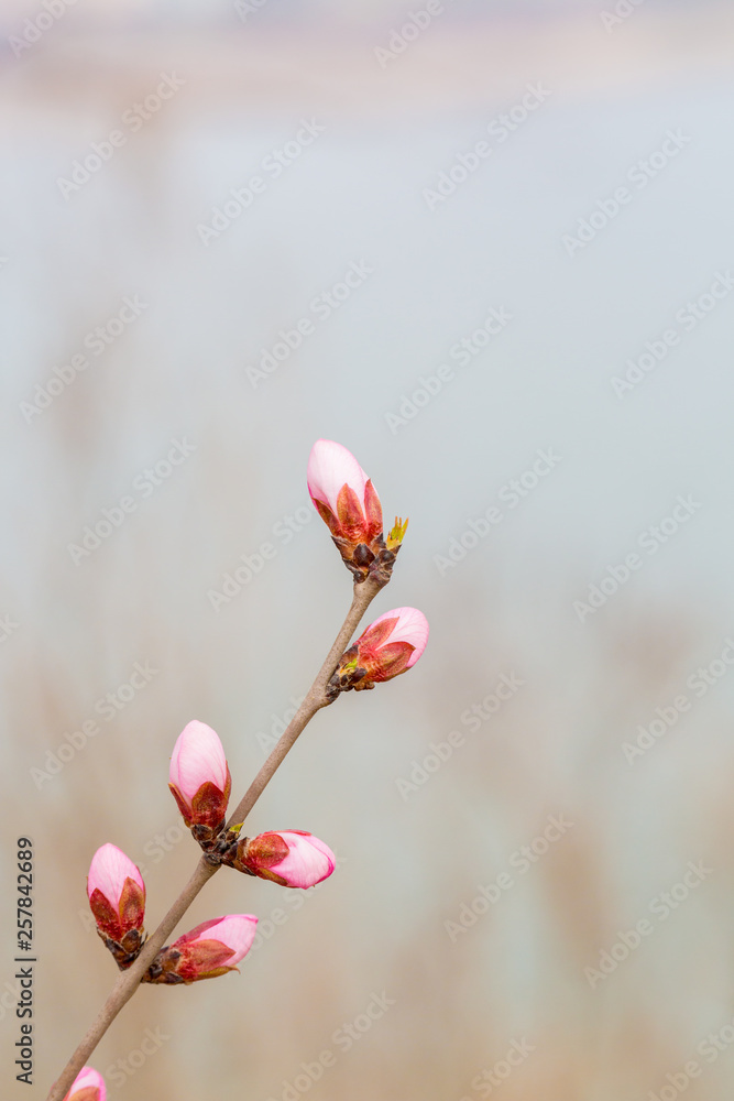 Flowering red mountain peach,Amygdalus davidiana (Carrière) de Vos ex Henry var. davidiana f. rubra (Bean) Rehd. Flowering red mountain peach,Amygdalus davidiana (Carrière) de Vos ex Henry var. davidiana f. rubra (Bean) Rehd.