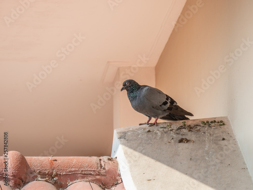 pigeon poop