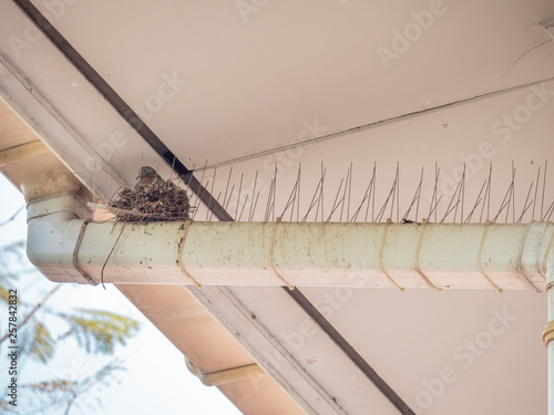 pigeon poop