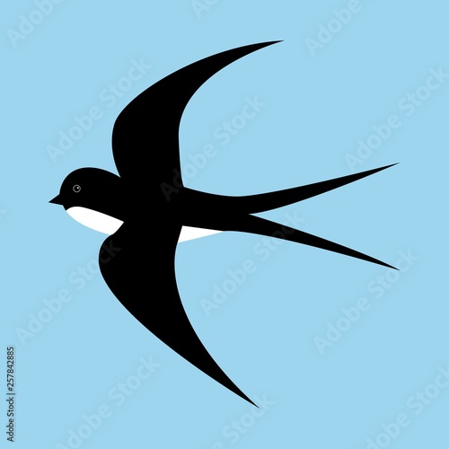 Spring cartoon black and white swallow in motion isolated on blue background.