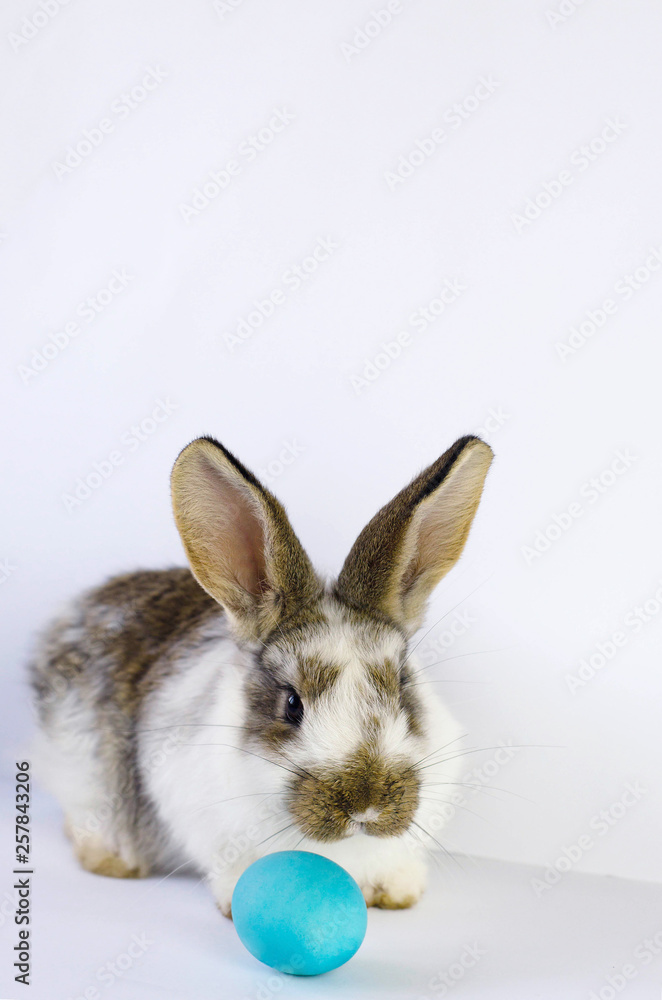 Obraz premium Lively little cute rabbit on a white background.