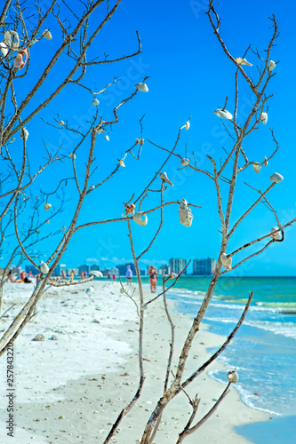 Seashell tree at Tigertail beach photo