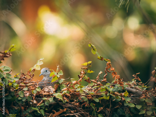 lovely dove