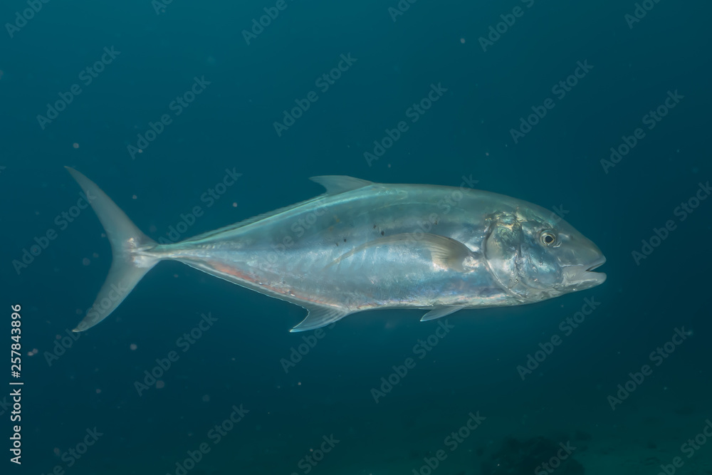 Fish swim in the Red Sea, colorful fish, Eilat Israel Fish swim in the Red Sea, colorful fish, Eilat Israel