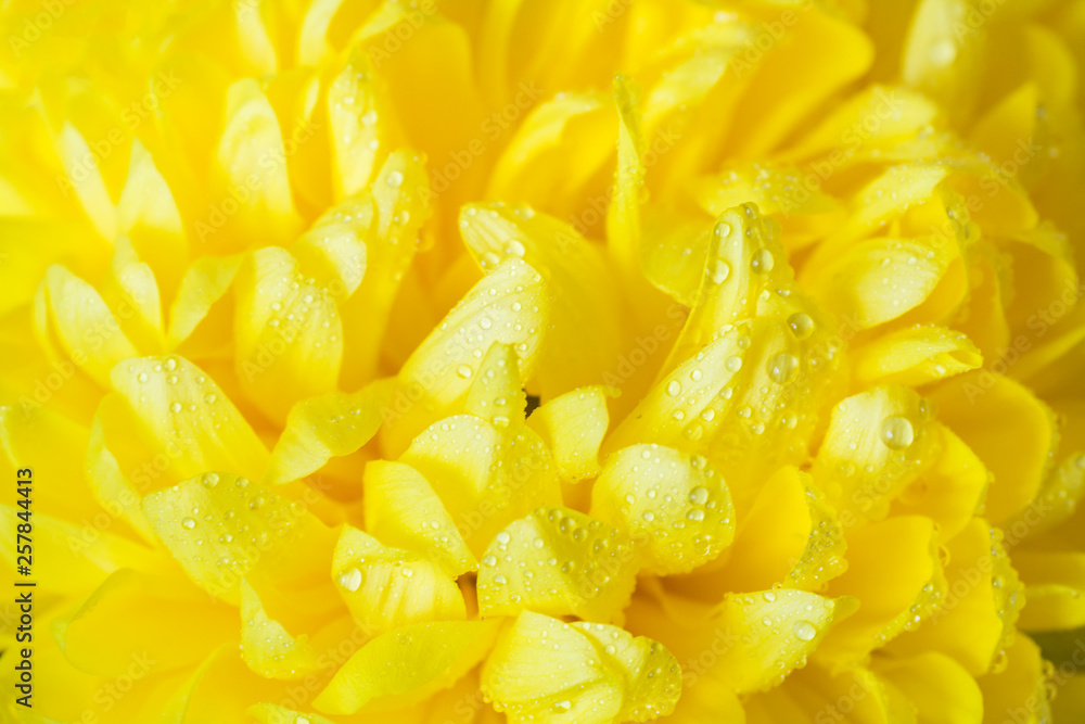 Yellow chrysanthemum petals in water droplets close-up. Yellow chrysanthemum petals in water droplets close-up.