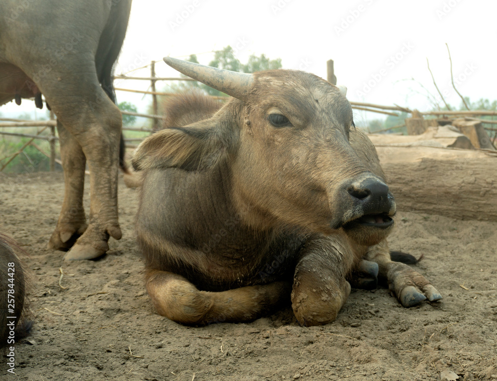 Buffalo in Thailand Thai buffalo in rural villages Buffalo in Thailand Thai buffalo in rural villages