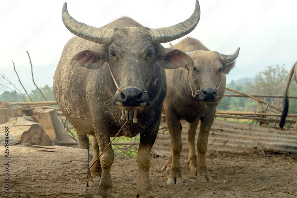 Buffalo in Thailand Thai buffalo in rural villages Buffalo in Thailand Thai buffalo in rural villages