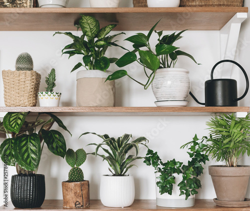 Stylish wooden shelves with green plants and black watering can. Modern hipster room decor. Cactus, calathea, dieffenbachia, dracaena, epipremnum, ivy, palm, flower pots on shelf photo