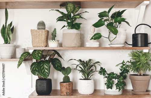 Stylish green plants and black watering can on wooden shelves. Modern hipster room decor. Cactus, calathea, dieffenbachia, dracaena, epipremnum, ivy, palm, sansevieria in pots on shelf