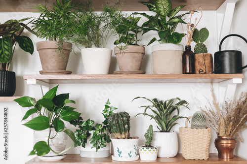Stylish wooden shelves with green plants and black watering can. Modern hipster room decor. Cactus, pothos, asparagus, calathea, peperomia,dieffenbachia, dracaena, ivy, palm in pots on shelf © sonyachny