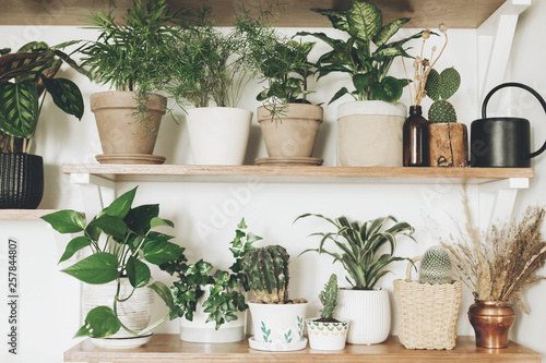 Stylish green plants and black watering can on wooden shelves. Modern hipster room decor. Cactus, pothos, asparagus, calathea, peperomia,dieffenbachia, dracaena, ivy, palm in pots on shelf