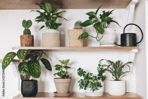 Stylish green plants and black watering can on wooden shelves. Modern hipster room decor. Cactus, dieffenbachia, epipremnum, calathea,dracaena,ivy, peperomia in pots on shelf photo