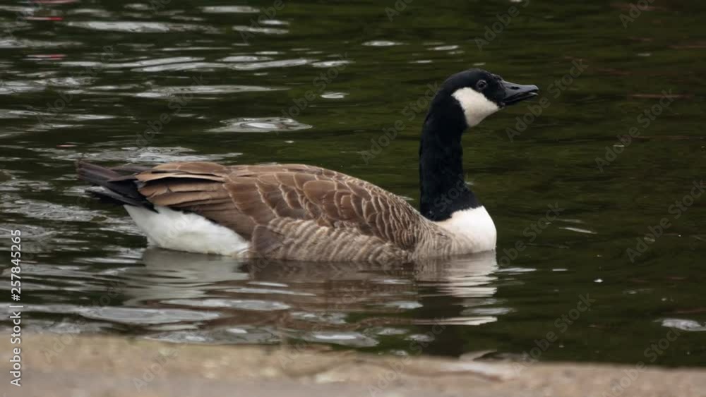 Canada Geese (Branta canadensis) swim in city pond. City reflects in water waves Canada Geese (Branta canadensis) swim in city pond. City reflects in water waves