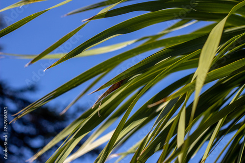 Palm leaves against the blue sky.