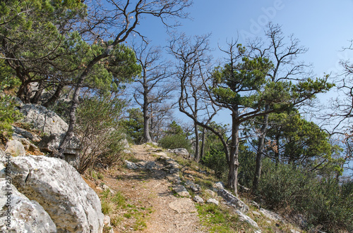pathway in mountain