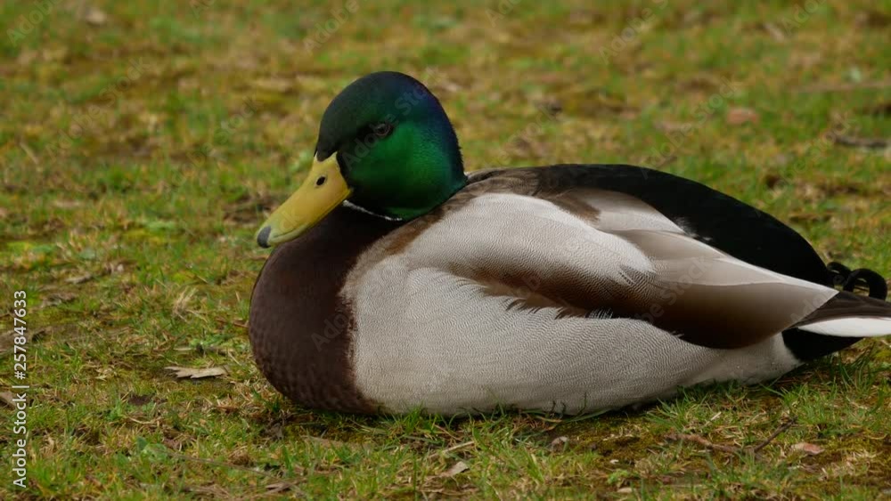 A nice duck Mallard sits in the green grass of field A nice duck Mallard sits in the green grass of field