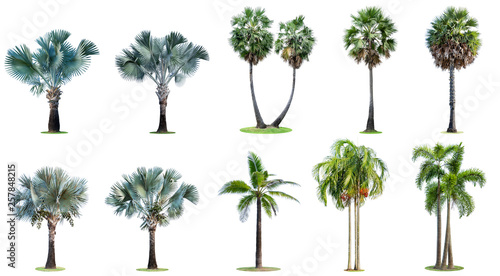 The collection of high palm trees isolated on white background.