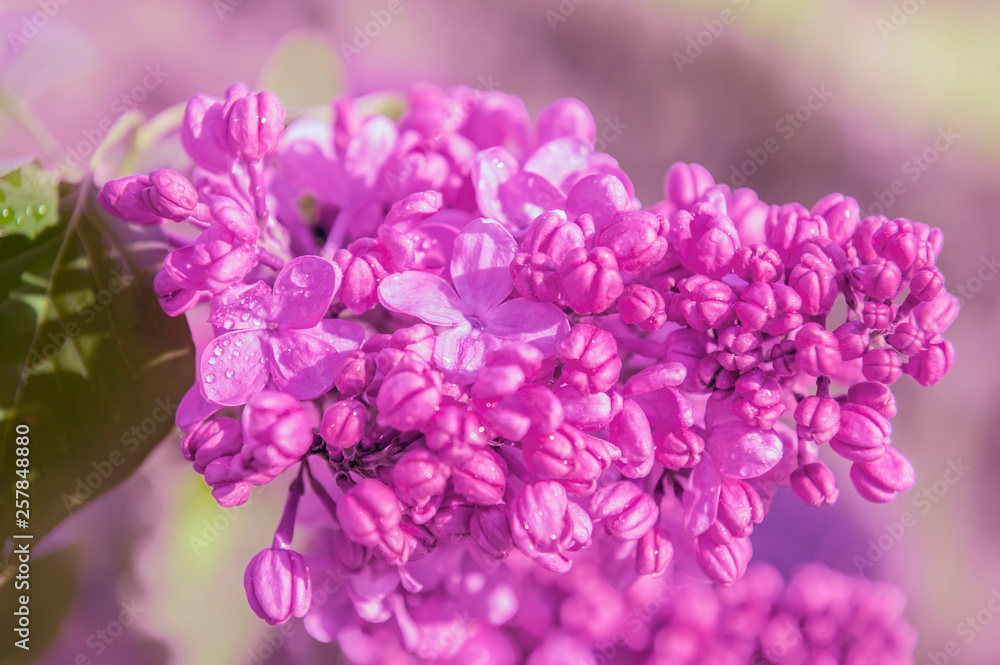 Lush lilac bloom in the spring sunny garden. Close-up. Lush lilac bloom in the spring sunny garden. Close-up.