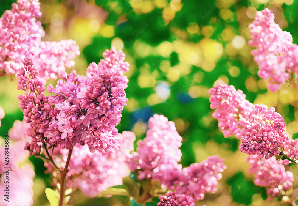 Lush lilac bloom in the spring sunny garden. Close-up. Lush lilac bloom in the spring sunny garden. Close-up.