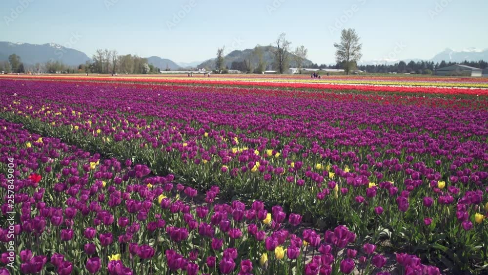 Tulips, Fraser Valley, BC, 4K. UHD. A field of tulips in the sunshine. 4K. UHD. Tulips, Fraser Valley, BC, 4K. UHD. A field of tulips in the sunshine. 4K. UHD.