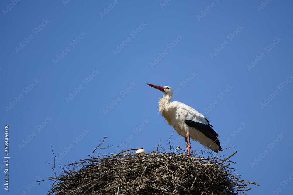Fototapeta premium Storch im Nest