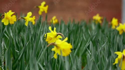 Blooming narcissus flowers next to a busy road with blurred cars / Close Up