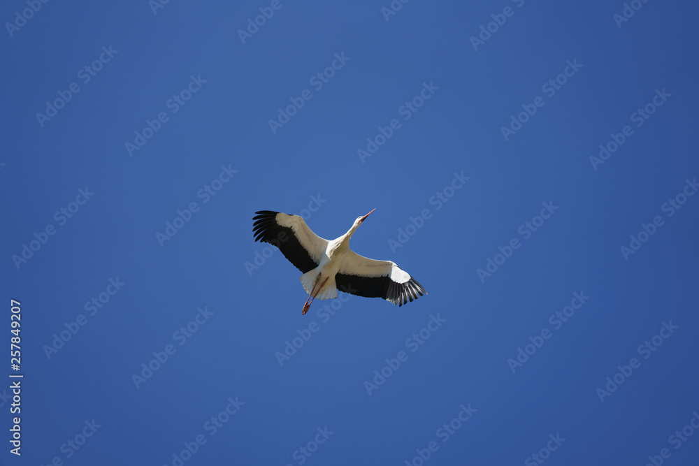 Fototapeta premium Storch im Flug