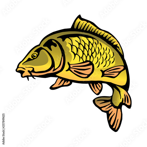 carp fish with fish scales big fish color clipart