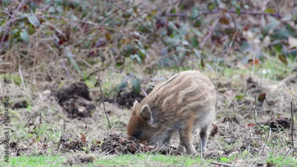 Wild boar piglets search feed on the forest floor, spring (sus scrofa), germany Wild boar piglets search feed on the forest floor, spring (sus scrofa), germany