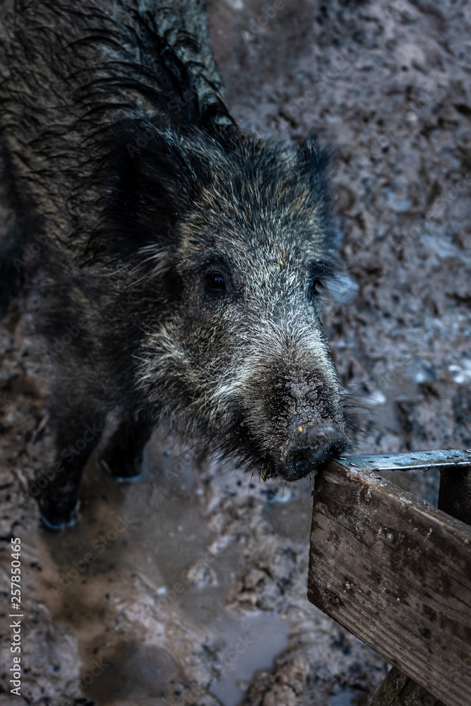 custom made wallpaper toronto digitalWildschwein Frischling im Schlamm