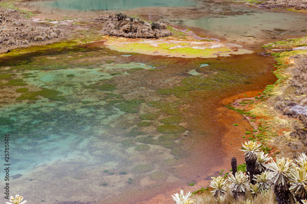 Green lagoons at the foot of the Chiles volcano, Andean páramo with frailejones in Tulcan, Carchi province